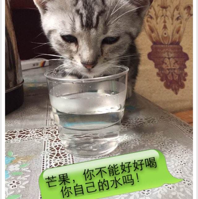 不列颠哥伦比亚省驾驶证怎么仿制